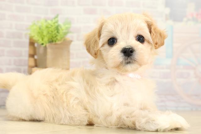 愛知県のマルプー(マルチーズ×プードル) (Coo&RIKU豊田店/2025年11月25日生まれ/女の子/アプリコット)の子犬の2枚目の画像