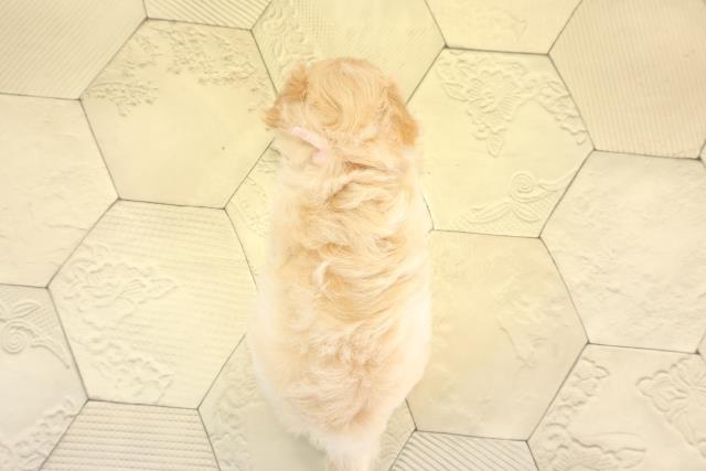 愛知県のマルプー(マルチーズ×プードル) (Coo&RIKU豊田店/2025年11月25日生まれ/女の子/アプリコット)の子犬の4枚目の画像