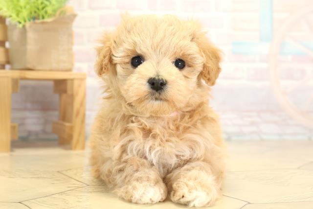 愛知県のマルプー(マルチーズ×プードル) (Coo&RIKU豊橋店/2025年11月25日生まれ/女の子/アプリコット)の子犬の1枚目の画像