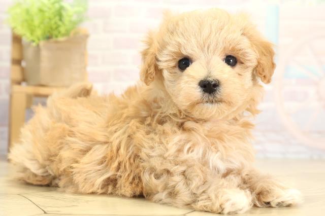 愛知県のマルプー(マルチーズ×プードル) (Coo&RIKU豊橋店/2025年11月25日生まれ/女の子/アプリコット)の子犬の2枚目の画像