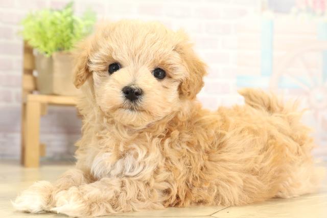 愛知県のマルプー(マルチーズ×プードル) (Coo&RIKU豊橋店/2025年11月25日生まれ/女の子/アプリコット)の子犬の3枚目の画像