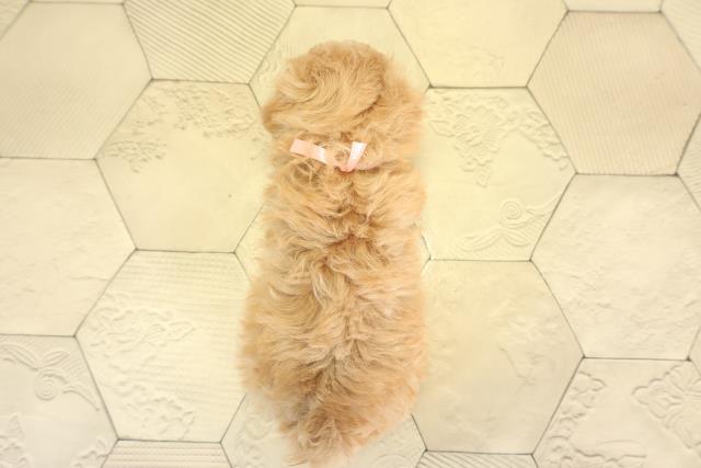 愛知県のマルプー(マルチーズ×プードル) (Coo&RIKU豊橋店/2025年11月25日生まれ/女の子/アプリコット)の子犬の4枚目の画像