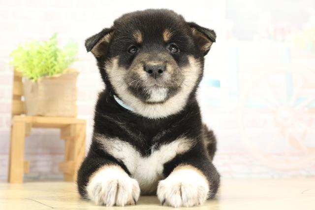 愛知県の柴犬(標準サイズ) (Coo&RIKU東海店/2025年11月25日生まれ/男の子/黒)の子犬の1枚目の画像