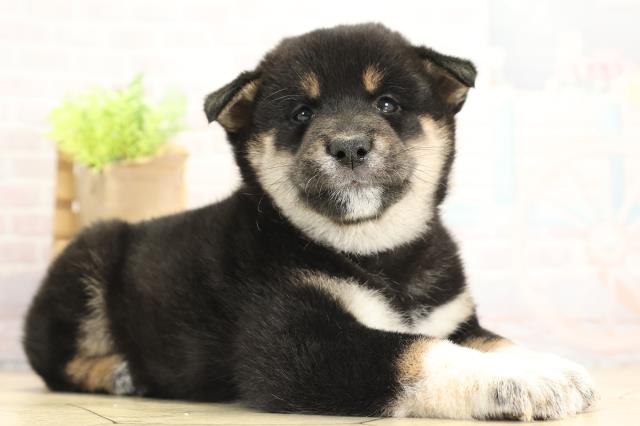 愛知県の柴犬(標準サイズ) (Coo&RIKU東海店/2025年11月25日生まれ/男の子/黒)の子犬の2枚目の画像