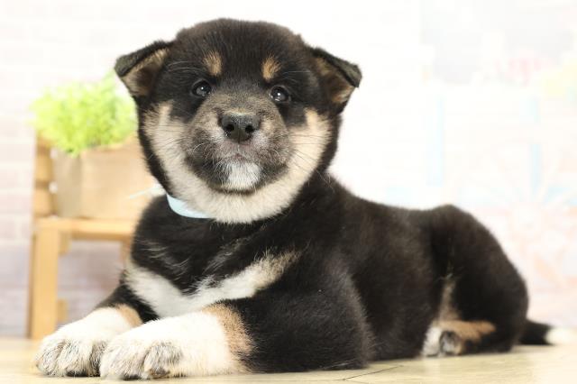 愛知県の柴犬(標準サイズ) (Coo&RIKU東海店/2025年11月25日生まれ/男の子/黒)の子犬の3枚目の画像