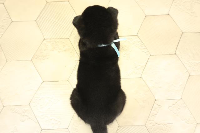 愛知県の柴犬(標準サイズ) (Coo&RIKU東海店/2025年11月25日生まれ/男の子/黒)の子犬の4枚目の画像