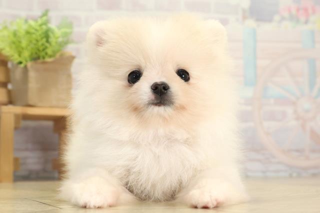 愛知県のポメラニアン (Coo&RIKU名古屋滝ノ水店/2025年11月22日生まれ/女の子/クリーム)の子犬の1枚目の画像