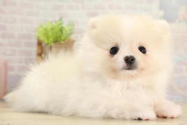 愛知県のポメラニアン (Coo&RIKU名古屋滝ノ水店/2025年11月22日生まれ/女の子/クリーム)の子犬の2枚目の画像