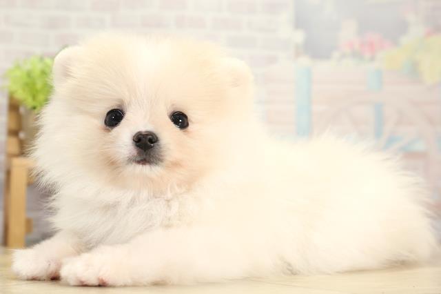 愛知県のポメラニアン (Coo&RIKU名古屋滝ノ水店/2025年11月22日生まれ/女の子/クリーム)の子犬の3枚目の画像