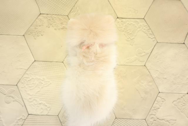 愛知県のポメラニアン (Coo&RIKU名古屋滝ノ水店/2025年11月22日生まれ/女の子/クリーム)の子犬の4枚目の画像