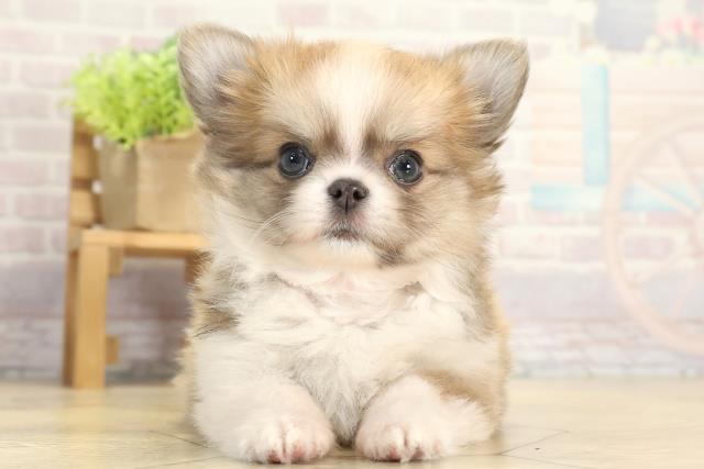 愛知県のチワワ(ロング) (Coo&RIKU岡崎店/2025年11月21日生まれ/女の子/ブルーフォーンホワイト)の子犬の1枚目の画像