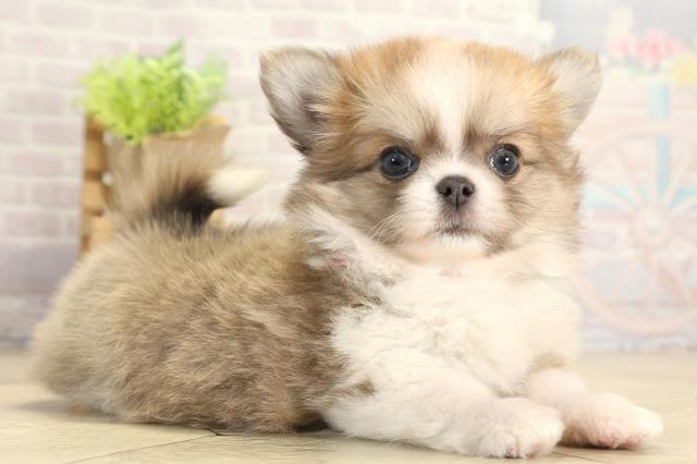 愛知県のチワワ(ロング) (Coo&RIKU岡崎店/2025年11月21日生まれ/女の子/ブルーフォーンホワイト)の子犬の2枚目の画像