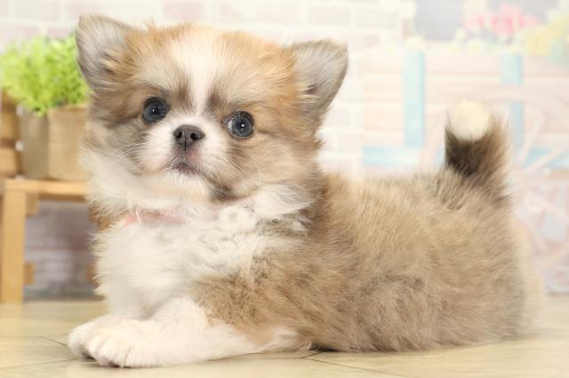 愛知県のチワワ(ロング) (Coo&RIKU岡崎店/2025年11月21日生まれ/女の子/ブルーフォーンホワイト)の子犬の3枚目の画像