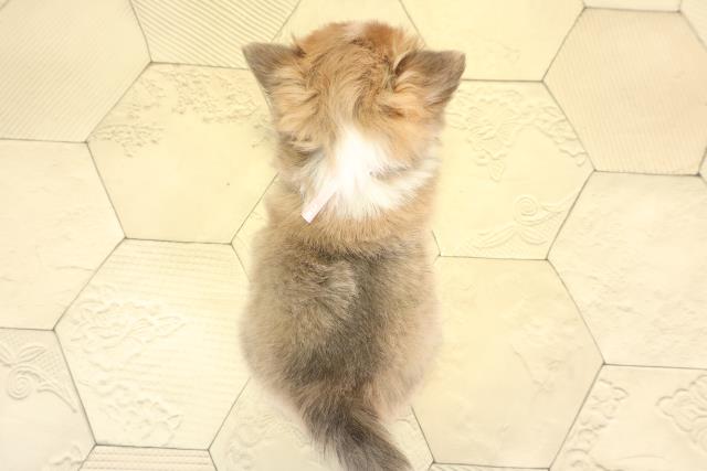 愛知県のチワワ(ロング) (Coo&RIKU岡崎店/2025年11月21日生まれ/女の子/ブルーフォーンホワイト)の子犬の4枚目の画像