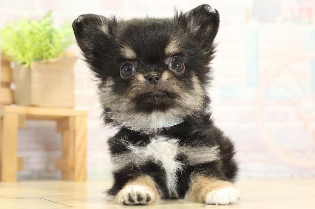 チワワ(ロングコート)