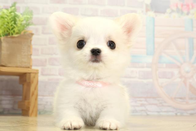 愛知県のチワワ(ロング) (Coo&RIKU半田店/2025年11月21日生まれ/女の子/クリームホワイト)の子犬の1枚目の画像