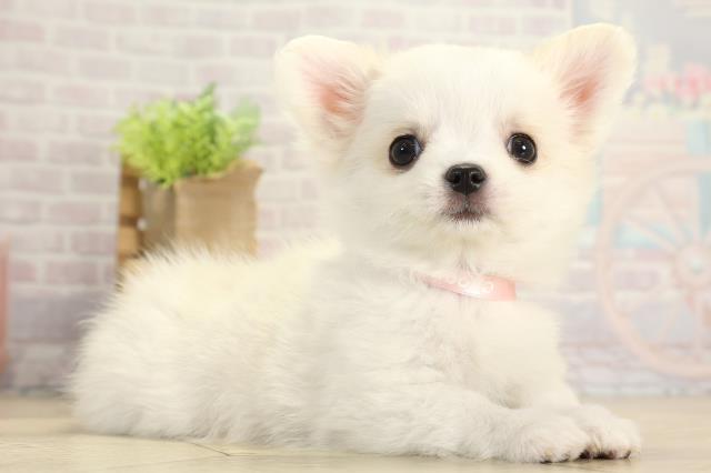 愛知県のチワワ(ロング) (Coo&RIKU半田店/2025年11月21日生まれ/女の子/クリームホワイト)の子犬の2枚目の画像