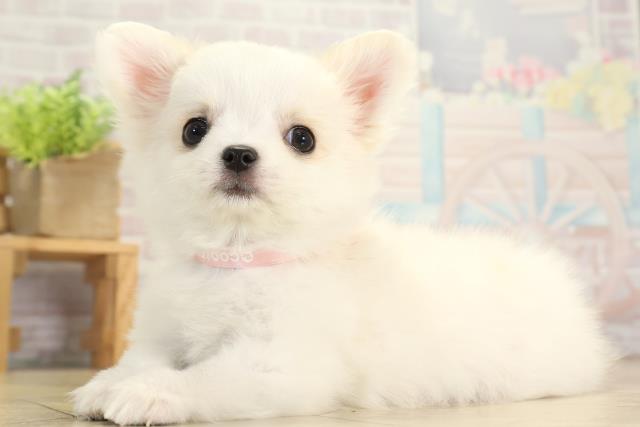 愛知県のチワワ(ロング) (Coo&RIKU半田店/2025年11月21日生まれ/女の子/クリームホワイト)の子犬の3枚目の画像