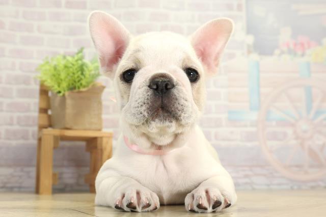 愛知県のフレンチブルドッグ (Coo&RIKU岡崎店/2025年11月26日生まれ/女の子/クリームホワイト)の子犬の1枚目の画像