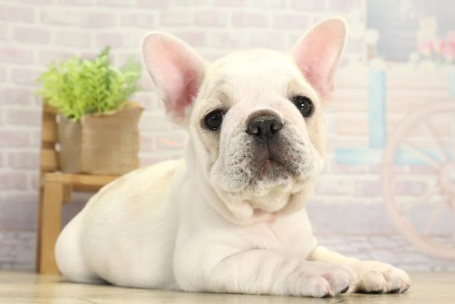 愛知県のフレンチブルドッグ (Coo&RIKU岡崎店/2025年11月26日生まれ/女の子/クリームホワイト)の子犬の2枚目の画像