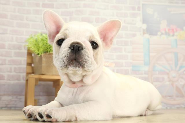愛知県のフレンチブルドッグ (Coo&RIKU岡崎店/2025年11月26日生まれ/女の子/クリームホワイト)の子犬の3枚目の画像