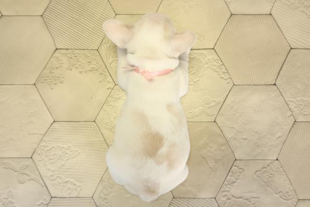 愛知県のフレンチブルドッグ (Coo&RIKU岡崎店/2025年11月26日生まれ/女の子/クリームホワイト)の子犬の4枚目の画像