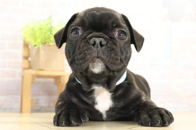 愛知県のフレンチブルドッグ (Coo&RIKU名古屋滝ノ水店/2025年11月26日生まれ/男の子/ブリンドル)の子犬の1枚目の画像