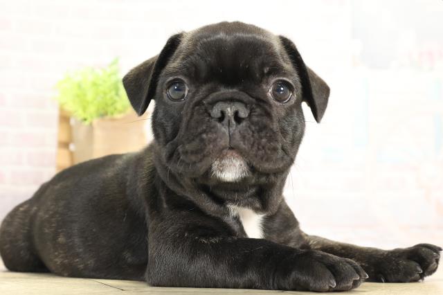 愛知県のフレンチブルドッグ (Coo&RIKU名古屋滝ノ水店/2025年11月26日生まれ/男の子/ブリンドル)の子犬の2枚目の画像