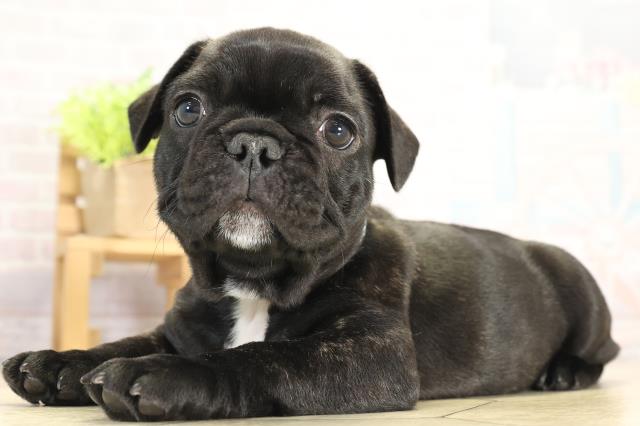 愛知県のフレンチブルドッグ (Coo&RIKU名古屋滝ノ水店/2025年11月26日生まれ/男の子/ブリンドル)の子犬の3枚目の画像