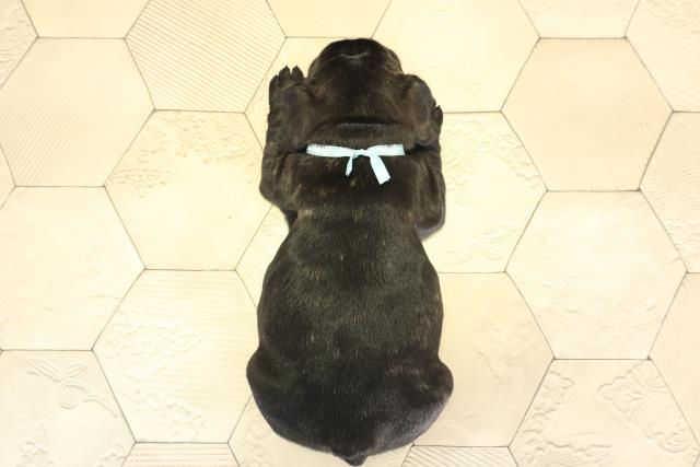 愛知県のフレンチブルドッグ (Coo&RIKU名古屋滝ノ水店/2025年11月26日生まれ/男の子/ブリンドル)の子犬の4枚目の画像