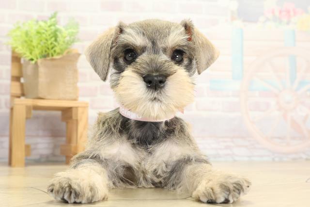 ミニチュア・シュナウザー