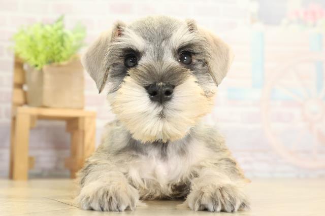 ミニチュア・シュナウザー