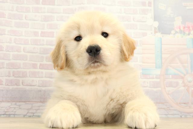 ゴールデン・レトリバー