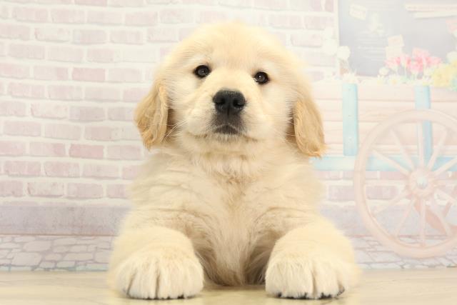 ゴールデン・レトリバー