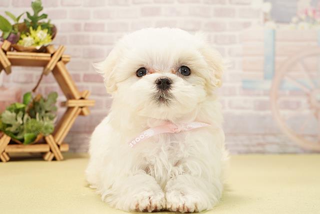愛知県のマルチーズ (Coo&RIKU豊橋店/2025年11月24日生まれ/女の子/ホワイト)の子犬の1枚目の画像