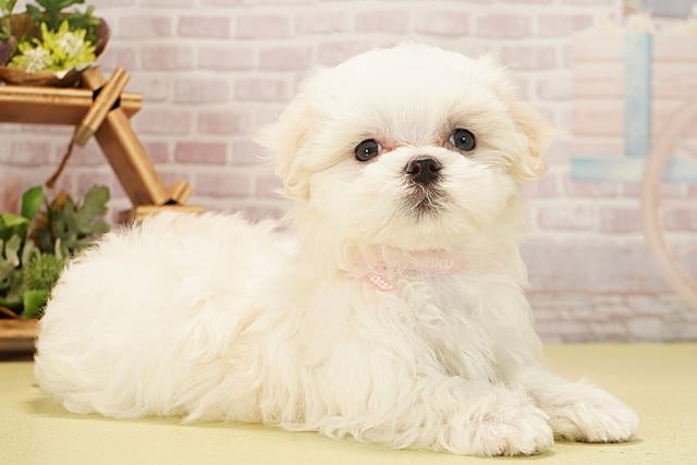 愛知県のマルチーズ (Coo&RIKU豊橋店/2025年11月24日生まれ/女の子/ホワイト)の子犬の2枚目の画像