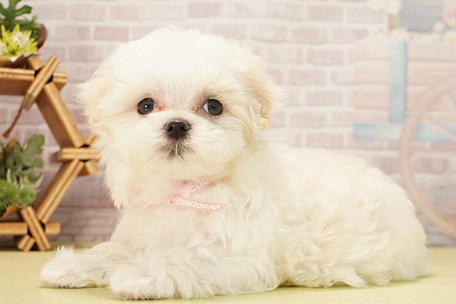 愛知県のマルチーズ (Coo&RIKU豊橋店/2025年11月24日生まれ/女の子/ホワイト)の子犬の3枚目の画像