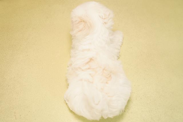 愛知県のマルチーズ (Coo&RIKU豊橋店/2025年11月24日生まれ/女の子/ホワイト)の子犬の4枚目の画像