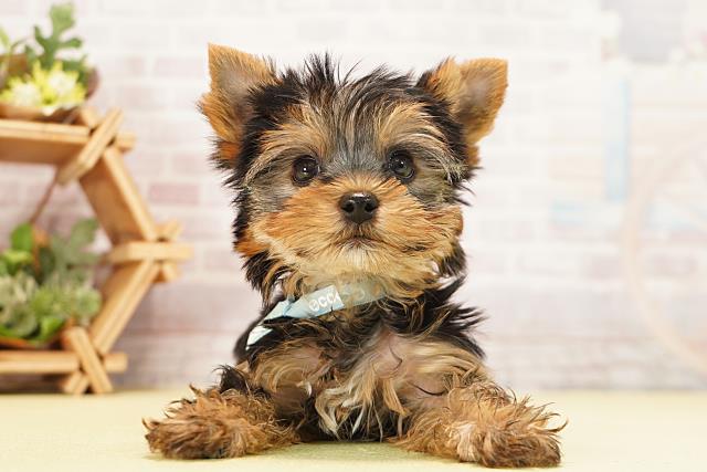 愛知県のヨークシャーテリア (Coo&RIKU半田店/2025年11月24日生まれ/男の子/スチールブルータン)の子犬の1枚目の画像