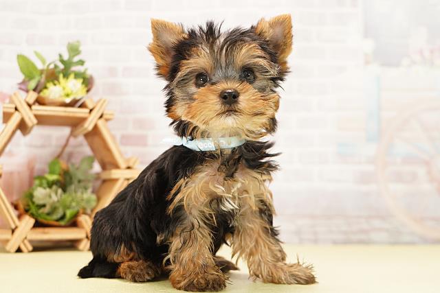 愛知県のヨークシャーテリア (Coo&RIKU半田店/2025年11月24日生まれ/男の子/スチールブルータン)の子犬の2枚目の画像