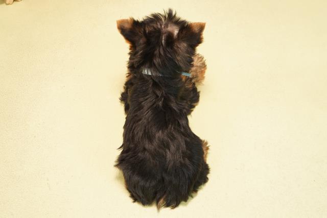 愛知県のヨークシャーテリア (Coo&RIKU半田店/2025年11月24日生まれ/男の子/スチールブルータン)の子犬の4枚目の画像