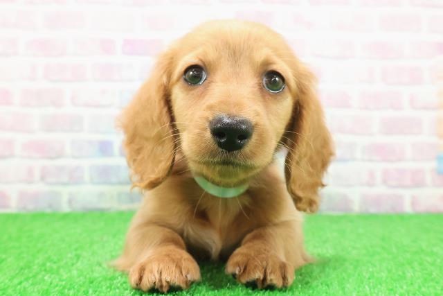 栃木県のミニチュアダックスフンド(ロング) (Coo&RIKU足利店/2025年11月24日生まれ/男の子/ゴールド)の子犬の1枚目の画像