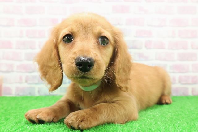 栃木県のミニチュアダックスフンド(ロング) (Coo&RIKU足利店/2025年11月24日生まれ/男の子/ゴールド)の子犬の2枚目の画像