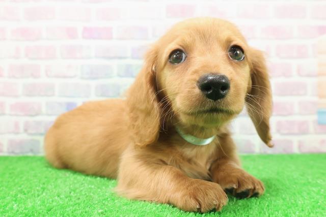 栃木県のミニチュアダックスフンド(ロング) (Coo&RIKU足利店/2025年11月24日生まれ/男の子/ゴールド)の子犬の3枚目の画像