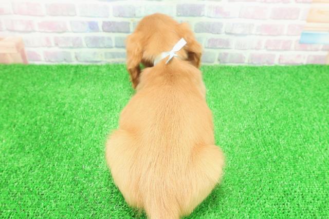 栃木県のミニチュアダックスフンド(ロング) (Coo&RIKU足利店/2025年11月24日生まれ/男の子/ゴールド)の子犬の4枚目の画像