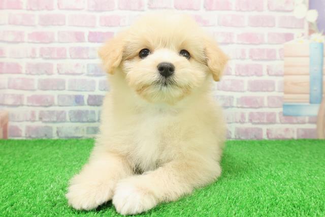 神奈川県のポメプー(ポメラニアン×プードル) (Coo&RIKU江の島店/2025年11月24日生まれ/男の子/クリームホワイト)の子犬の1枚目の画像