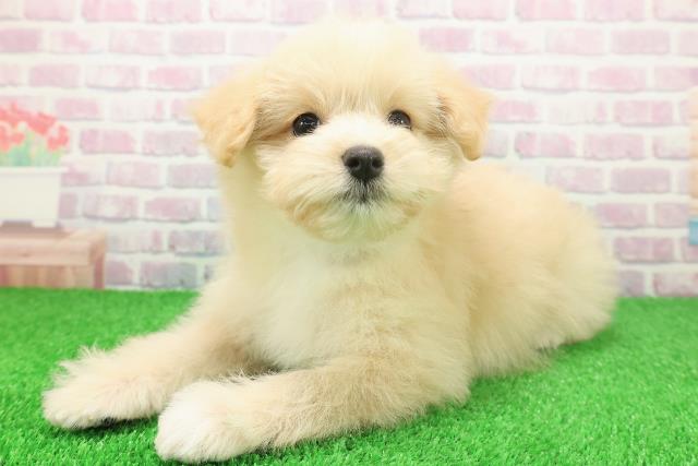 神奈川県のポメプー(ポメラニアン×プードル) (Coo&RIKU江の島店/2025年11月24日生まれ/男の子/クリームホワイト)の子犬の2枚目の画像