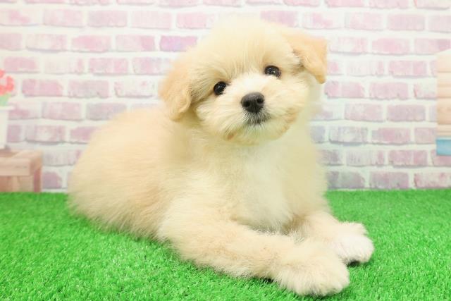 神奈川県のポメプー(ポメラニアン×プードル) (Coo&RIKU江の島店/2025年11月24日生まれ/男の子/クリームホワイト)の子犬の3枚目の画像