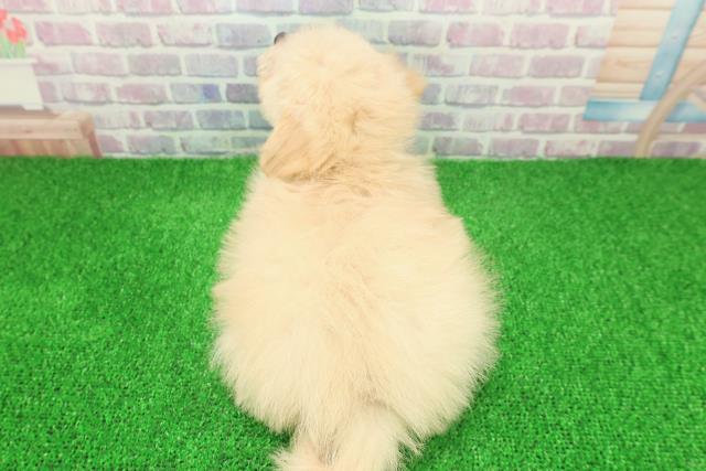 神奈川県のポメプー(ポメラニアン×プードル) (Coo&RIKU江の島店/2025年11月24日生まれ/男の子/クリームホワイト)の子犬の4枚目の画像