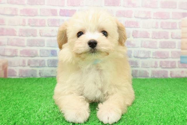 埼玉県のポメプー(ポメラニアン×プードル) (Coo&RIKU川越店/2025年11月24日生まれ/男の子/クリームホワイト)の子犬の1枚目の画像